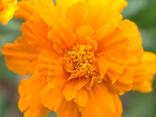 マリーゴールドの花