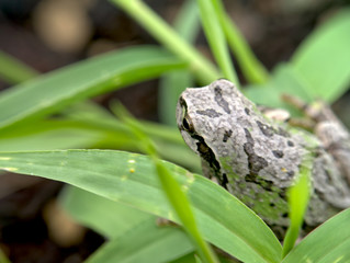 まだらのカエル