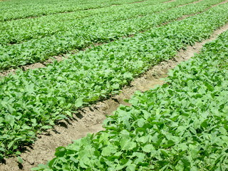 Fototapeta na wymiar Seedlings of young cabbage, Futog, Serbia