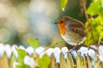 robin on a fence in winter
