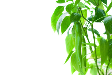 Chili pepper sprouts on white background, free space - 273321808