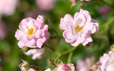 Fototapeta na wymiar Pink Polyantha Shrub Roses also known as The Fairy roses in a garden, under the hot spring sun