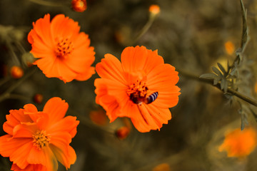 yellow flowers . from Buntu Burake Jesus Statue Makale, Tana Toraja, South Sulawesi, Indonesia