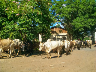 Obraz premium Ox (Bull and Cow) moving in groups in tanzania, africa