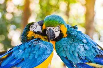 Couple birds on branch tree in the nature / yellow and blue wing macaw birds parrot ara ararauna