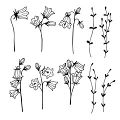 Set of campanula isolated elements. Outline hand drawn vector illustration.