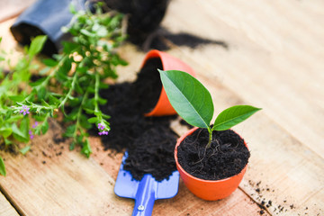 Planting flowers in pot with soil on wooden background - works of gardening tools small plant at back yard
