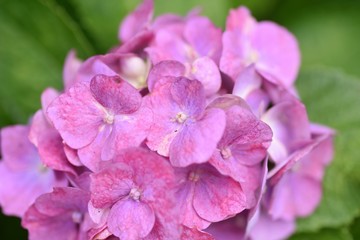 Obraz premium Hydrangea flower / Colorful close-up image.