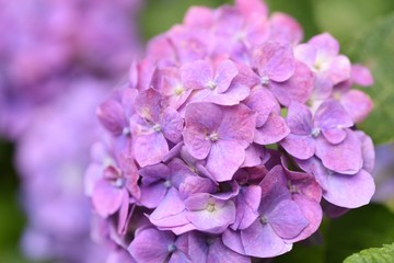 Hydrangea flower / Colorful close-up image.