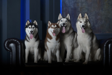 four models - Siberian Husky breed dogs