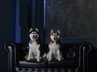 red and black Siberian Husky breed dogs posing on a leather sofa