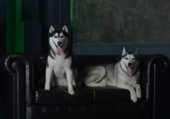 two siberian husky breed dogs posing on a leather sofa