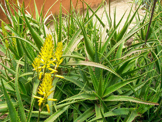 Fototapeta premium Aloe Plant growing in garden of village.