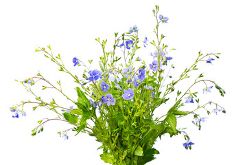 Blue flowers on white background