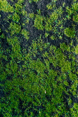 Decorative artificial moss. Short green grass. Artificial flowers and plants.