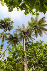 Huge palm trees from below