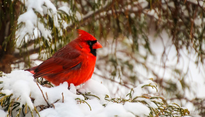 Male cardinal perched in an evergreen in the snow