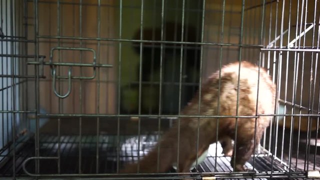 Small luwak animal in the metallic cell. Close up portrait of moving sad wild "coffee maker". He trying to open the door and be free. Balinese tourists place, special plantation and market.