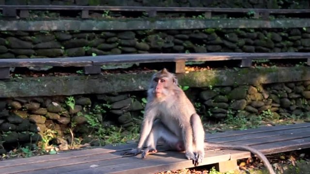 Close up balinese monkey in Monkey Forest in Ubud, Bali. jungle around. Animal sitting and piss