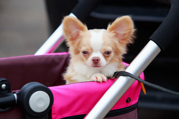 Chihuahua dog breed