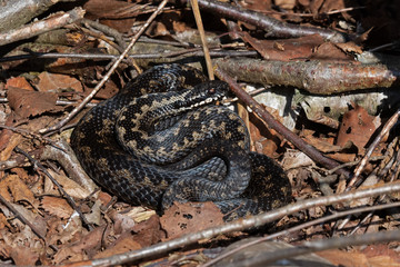 Adder (Vipera berus) in leaf litter