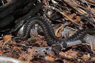 Adder (Vipera berus) in leaf litter