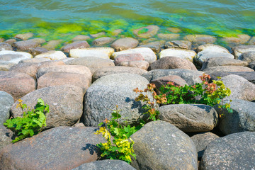 stones in the water.  Stone embankment. Between the stones sprouted a young maple.