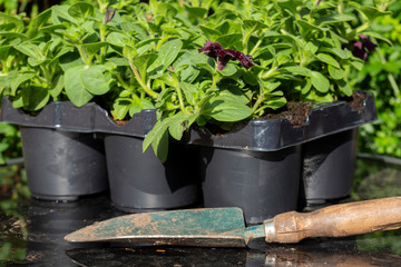 Petunia young plants, lightning sky variety, in plastic tray pot with a trowel, on a glass top patio table