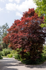 Single beautiful blood red maple tree in the park