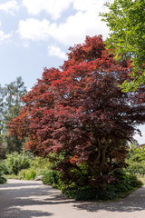 Single beautiful blood red maple tree in the park