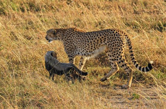 Cheetah Acinonyx jubatus Mother and young little kitten cub walking close together Masai Mara National Reserve Kenya East Africa with baby fur mantle