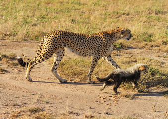 Cheetah Acinonyx jubatus Mother and adorable baby cub kitten walking together Masai Mara National Reserve Kenya East Africa