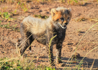 Cheetah Acinonyx jubatus cute baby cub kitten close-up fur mantle face body spots Masai Mara National Reserve Kenya East Africa