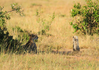 Cheetah Acinonyx jubatus Mother and cute cub kitten with fur mantle adventure awaits Masai Mara National Reserve Kenya East Africa