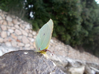  Brimstone Gonepteryx rhamni 