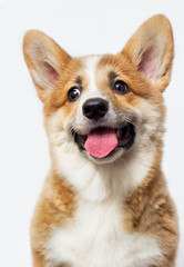 portrait of a cute welsh corgi puppy smiling