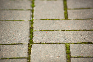 Pavement with green moss, soft focus