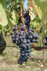 Fototapeta premium ripe black / blue grapes in a vineyard