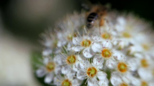 Bee on a white inflorescence in spring collects pollen. Crataegus monogyna in spring. White inflorescences sway in the wind. Flowers of hawthorn in flowering periud.