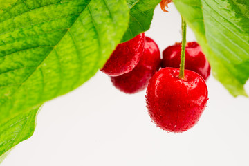 Fototapeta na wymiar ripe red cherry with drop on branch