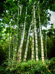 Fototapeta na wymiar bambou