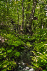 新緑の大カツラ