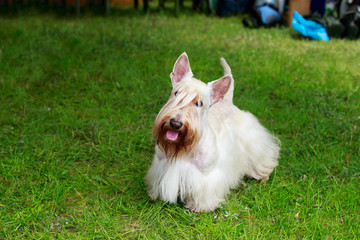 Scottish Terrier breed dog