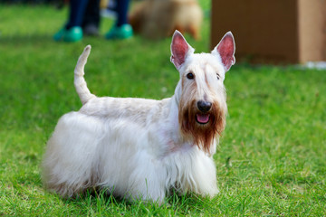 Scottish Terrier breed dog