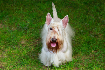 Scottish Terrier breed dog
