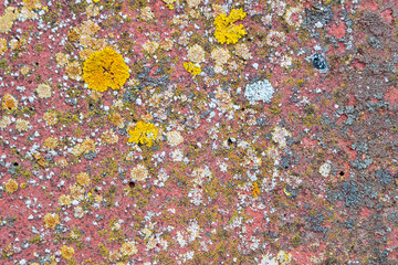 Xanthoria parietina, elegans, orange lichen, yellow scale, maritime sunburst lichen and shore lichen on a stone wall