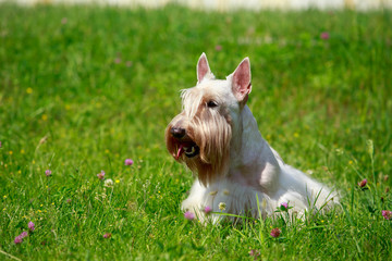Scottish Terrier breed dog