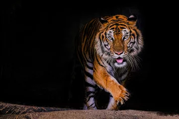 Fotobehang Tijgerportret van een Bengaalse tijger in Thailand op een zwarte achtergrond © subinpumsom