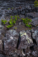 Landscape of the Pico Island Vineyard Culture has been classified by UNESCO as a World Heritage Site since 2004, Pico Island, Azores Archipelago, Portugal, Europe