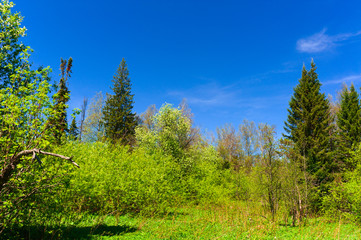 Trees and shrubs surrounding the trail against a spring blue sky
